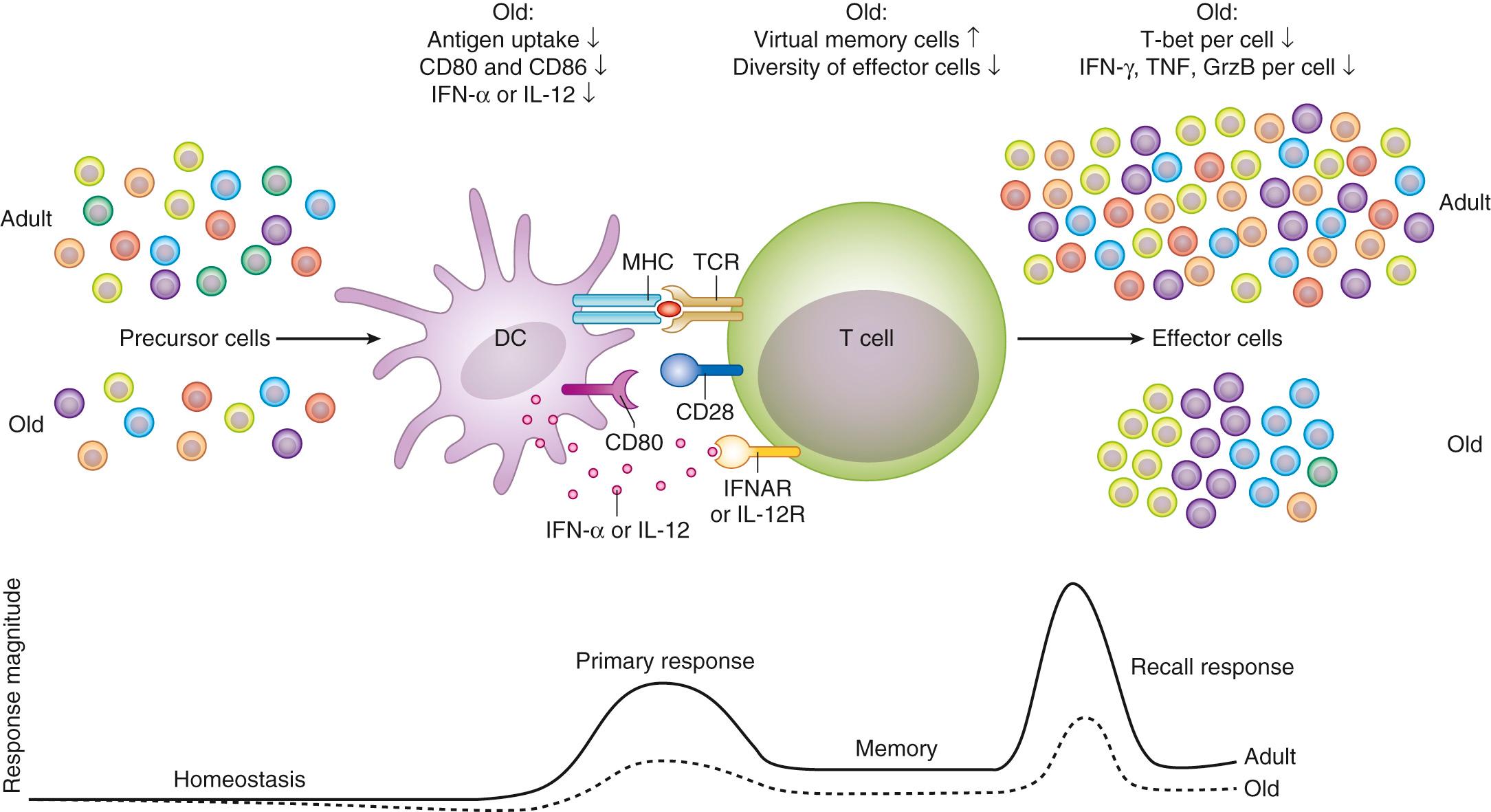 FIG. 310.2, Adaptive immune changes with aging lead to reduced primary and secondary responses, lower numbers of naïve cells and expanded memory cell compartments, and reduce diversity of effector cells. CD80, Cluster of differentiation 80; GrzB, granzyme B; IFN-α, interferon-α; IFNAR, interferon-α receptor; IL-12, interleukin-12; IL-12R, interleukin-12 receptor; MHC, major histocompatibility complex; TCR, T-cell antigen receptor.