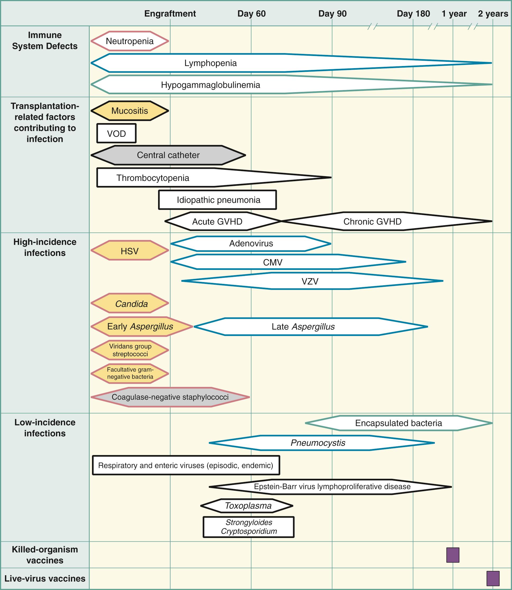 FIG. 307.1, Phases of predictable opportunistic infections among patients undergoing hematopoietic stem cell transplantation.