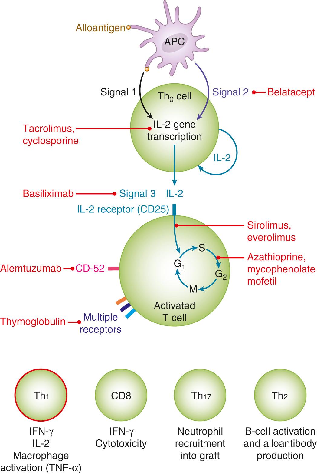 FIG. 308.2, Cyclosporine inhibits the production of cytokines, primarily interleukin-2, and consequently the generation of effector T cells or CD4 + T cells. Rapamycin interferes with cell-cycle proliferation and blocks intracellular signaling mechanisms by inhibiting a regulatory kinase, mammalian target of rapamycin. APC, Antigen-presenting cell; G 1 , G 2 , cell-cycle “gap” phases with growth; IFN-γ, interferon-γ; IL-2, interleukin-2; M, cell-cycle mitotic phase; S, cell-cycle DNA replication phase; TNF, tumor necrosis factor.