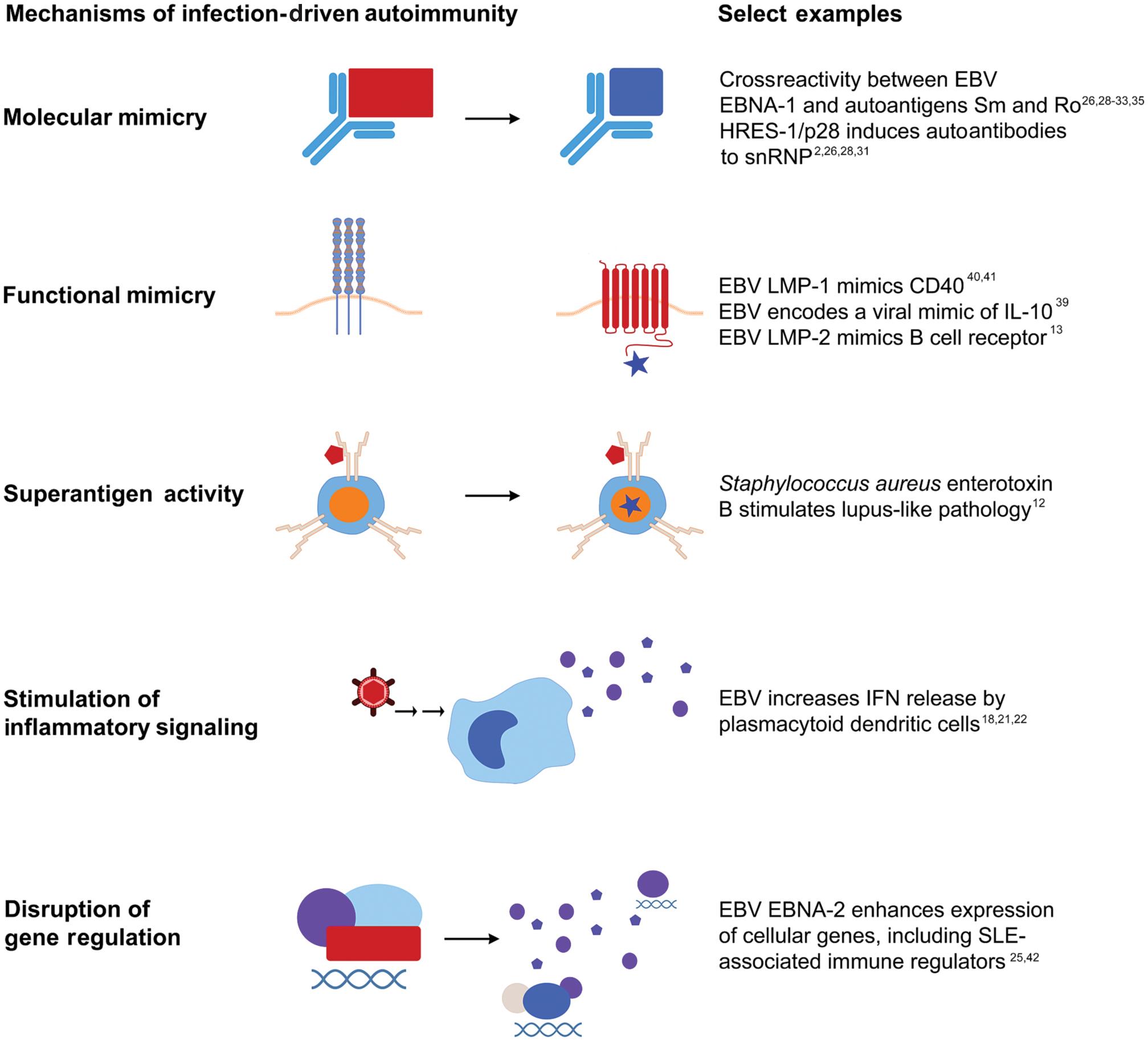 Figure 24.1, Infections can stimulate autoimmune disease through several mechanisms.