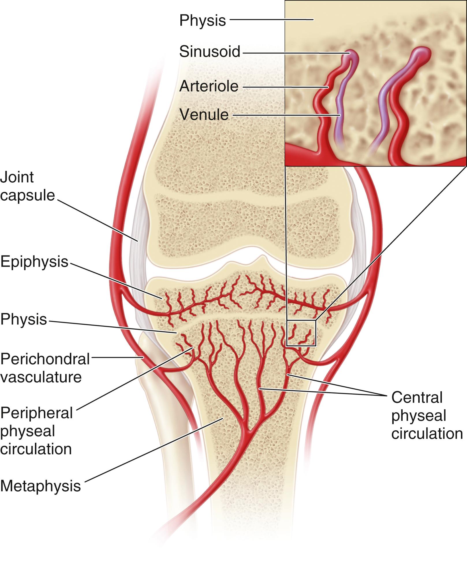 FIG. 23.17, Metaphyseal circulation of the long bones in children. The nutrient artery terminates in end arterioles, which make a hairpin turn adjacent to the physis and feed into larger venous sinusoids. The resultant turbulent circulation enables bacteria to enter the extravascular space.