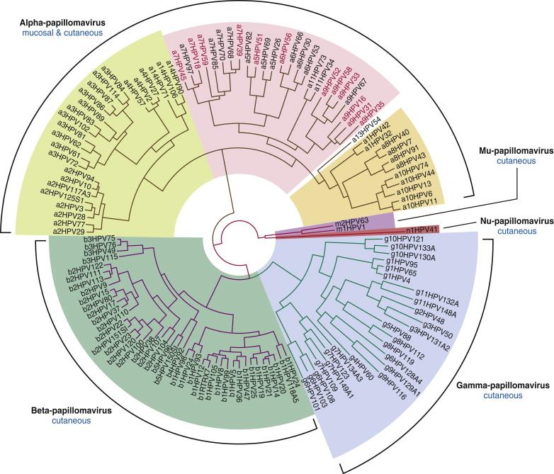 Figure 6-1, Phylogenetic tree demonstrating the evolutionary relationship among HPVs