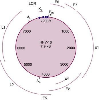 Figure 6-2, Map of the HPV16 genome