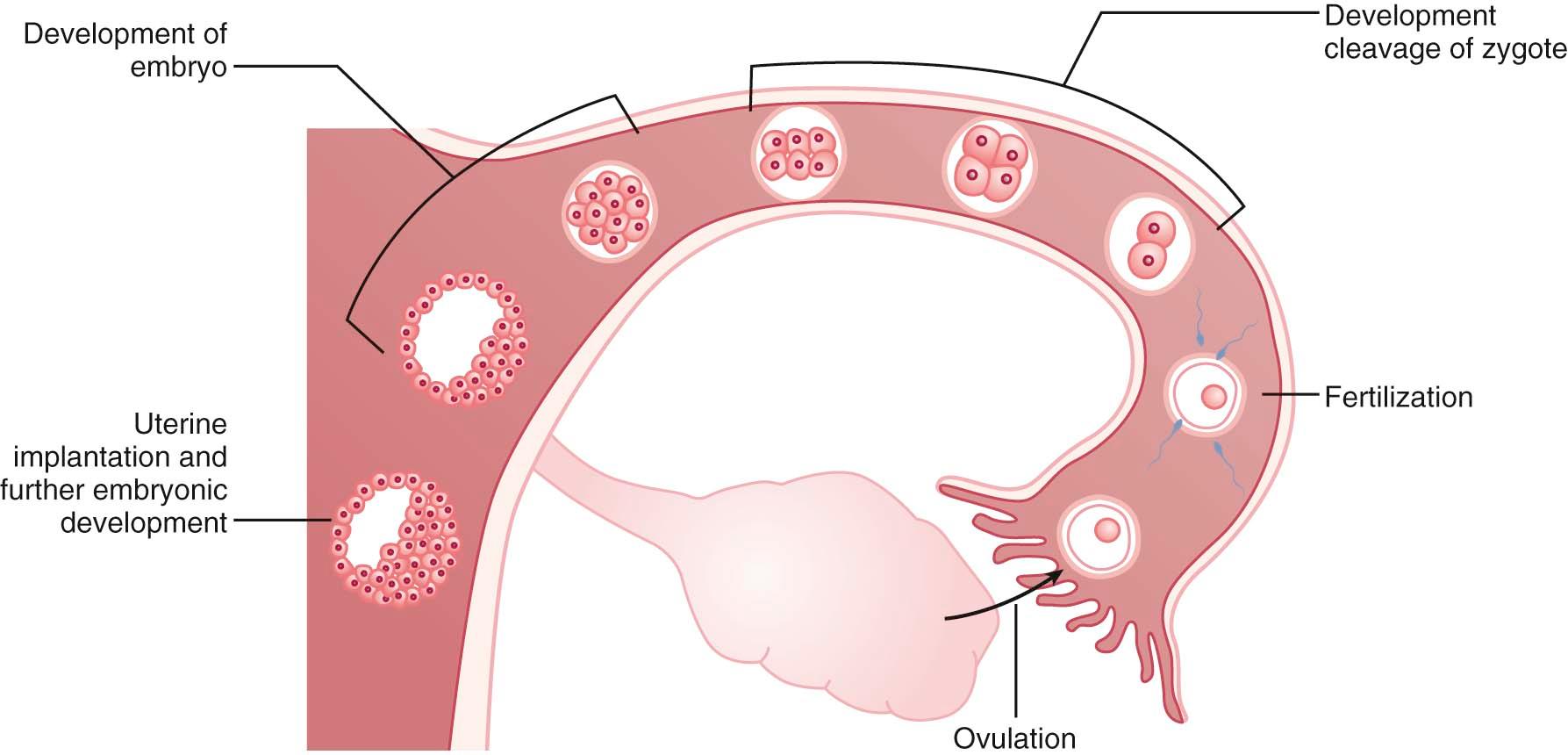 FIGURE 34-1, Sequence of events necessary for fertility: ovulation, fertilization, cleavage of zygote, continued embryo development, and implantation in the uterine cavity.