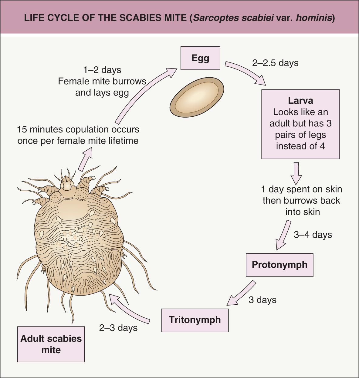 Fig. 84.2, Life cycle of the scabies mite ( Sarcoptes scabiei var. hominis ).