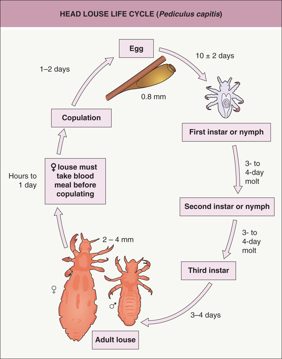 Fig. 84.8, Head louse life cycle ( Pediculus capitis ).