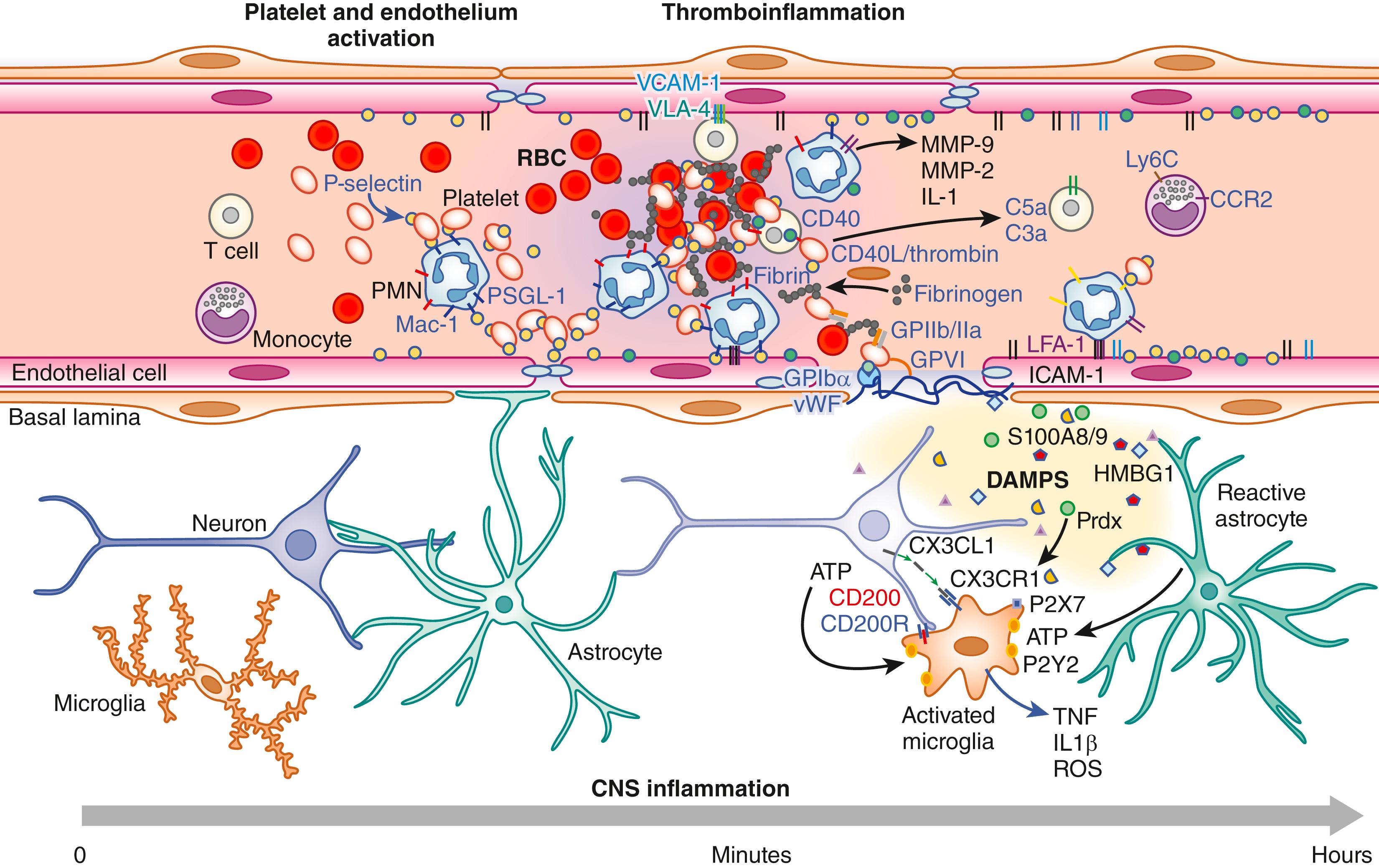 Fig. 10.1, Inflammatory events during the hyperacute phase after stroke. During ischemic stroke both platelets and endothelium become activated, triggering the deployment of the adhesion molecule P-selectin to the cell surface. P-selectin binding to P-selectin glycoprotein ligand 1 (PSGL-1) on neutrophils mediates neutrophil rolling and initial recruitment to the endothelium. Neutrophils promote platelet aggregation and clot formation. Once perfusion is compromised, adhesion molecules on endothelium and circulating cells are further upregulated, resulting in additional recruitment of leukocytes. Firm adhesion of leukocytes to the endothelium is mediated via intercellular adhesion molecule-1 (ICAM-1)/ lymphocyte function–associated antigen-1 (LFA-1) and vascular cell adhesion molecule-1 (VCAM-1)/ very late antigen-4 (VLA-4) interactions. T lymphocytes interact with activated platelets via CD40/CD40L to form a solid thrombus. Neutrophils also contribute to thrombus formation as they interact with platelets via macrophage-1 antigen (MAC-1) /GPIbα and P-Selectin/PSGL-1 and with fibrin via MAC-1/fibrin. Binding of platelets to exposed fibrillar collagen via platelet glycoprotein (GP) GPVI and through GPIbα and von Willebrand factor (vWF) leads to upregulation of GP IIb/IIIa and the activation of the coagulation cascade leading to thrombin and fibrin formation that ultimately enhance thrombus generation. Thrombin also activates both C3 and C5 components of the complement system to generate C3a and C5a, which act as chemoattractants for leukocytes. At the same time, stressed parenchymal cells, due to lack of oxygen and nutrients, generate danger signals (Damage Associated Molecular Patterns [DAMP] ), such as high mobility group box 1 (HMGB1) , S100B proteins, or peroxiredoxins (Prdx) , which activate innate immunity receptors in either brain vasculature or microglia promoting central nervous system (CNS) inflammation. Activated cells produce reactive oxygen species (ROS) and inflammatory mediators such as tumor necrosis factor (TNF) and interleukin-1β (IL-1β) , further increasing neuronal death. In addition, secreted ATP by reactive astrocytes and loss of the neuronal CX3CR1 ligand fractalkine (CX3CL1) and CD200 increase microglial activation, aggravating the postischemic neuroinflammatory reaction.