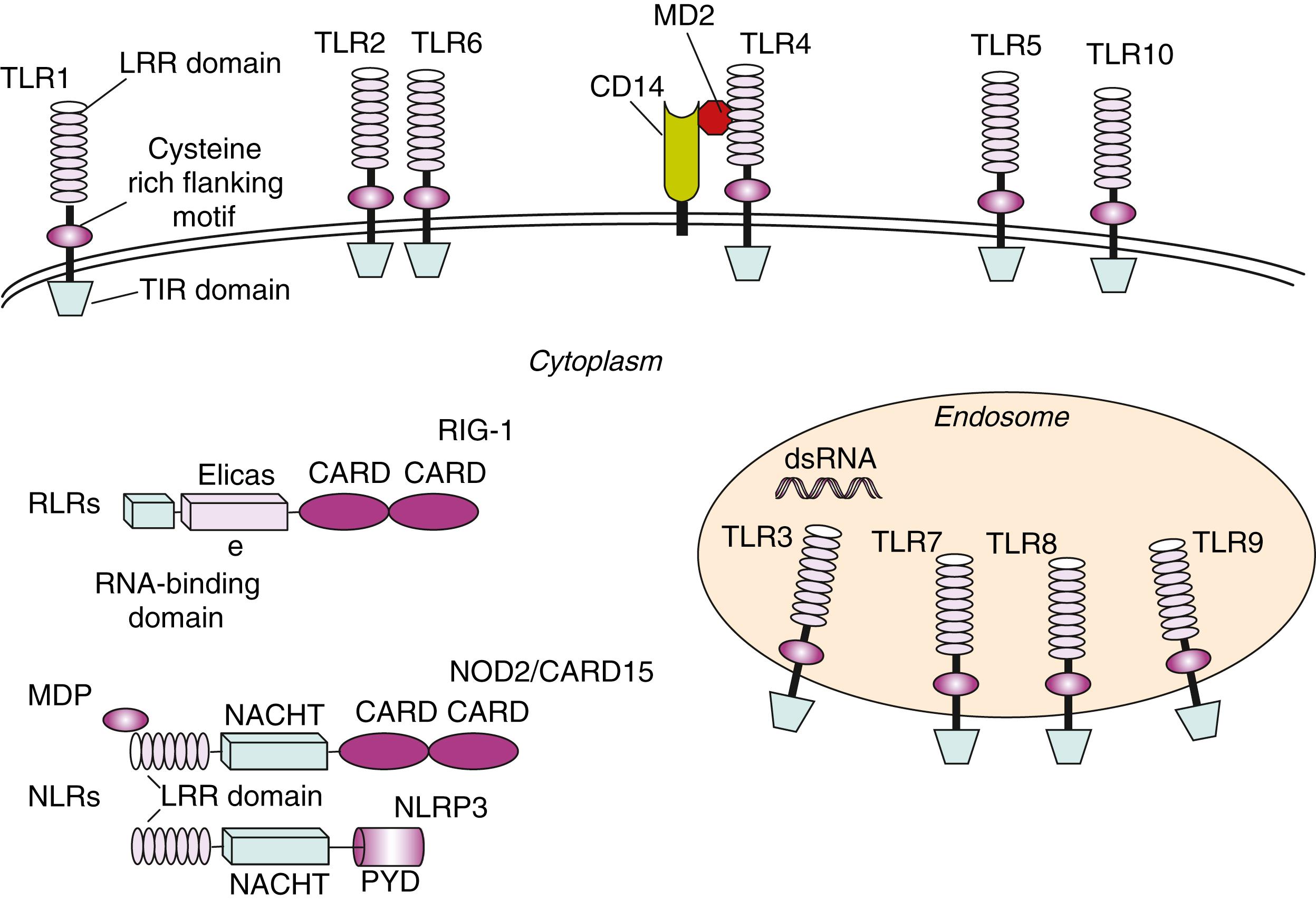 Fig. 4.1, Pattern recognition receptors. Toll like receptors (TLR) are membrane-bound receptors on cellular or endosomal membranes. Intracellular (cytosolic) receptors function as the pattern recognition receptors (PRR) of bacterial and viral pathogens.