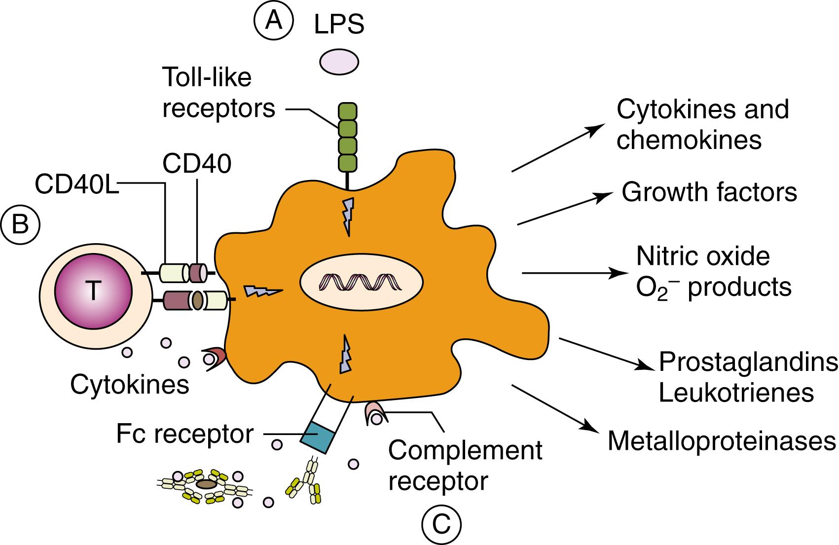 Fig. 4.2, Different modalities of macrophage activation. A, Recognition of conserved molecular constituents of microbes (in the figure, LPS: lipopolysaccharide) by specific receptors (i.e., Toll-like receptors, mannose-receptor, scavenger-receptor). B, T cell-mediated activation via IFN-γ and CD40-CD40-ligand (L) interaction. C, Recognition of antibodies, immune complexes, and complement by the membrane receptors for the Fc fragment of immunoglobulins and complement receptors. The main effector soluble mediators produced after macrophage activation are also shown.