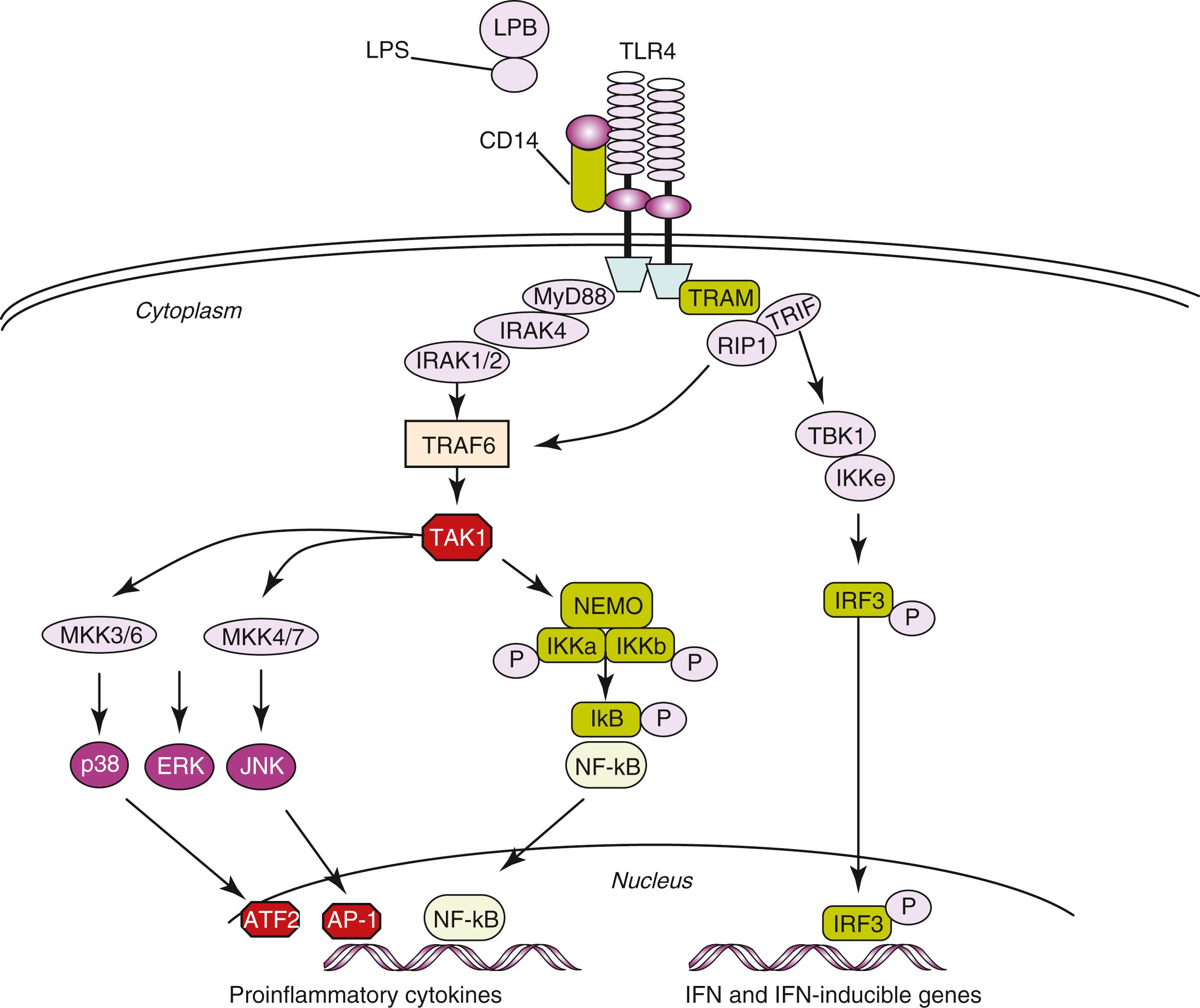 Fig. 4.3, Toll-like receptors signaling pathways. MyD88-dependent and MyD88-independent activation of TLR4. Lipopolysaccharide (LPS) binds to the CD14 molecule present on phagocyte surface. The LPS-CD14 complex associates to TLR4 for the subsequent intracellular signaling. The circulating lipopolysaccharide binding protein (LPB) binds LPS in extracellular fluids forming a complex that facilitates LPS binding to CD14. The MyD88-dependent signaling pathway induces the early-phase NF-κB and mitogen-activated protein kinase (MAPK) activation that controls the induction of proinflammatory cytokines (see text). The MyD88-independent pathway activates IFN regulatory factor 3 (IRF3), which is required for the induction of interferon (IFN)-β and IFN-inducible genes. This latter pathway also mediates the late-phase NF-κB and MAPK activation through the activation of TRAF-6 and TAK1 .