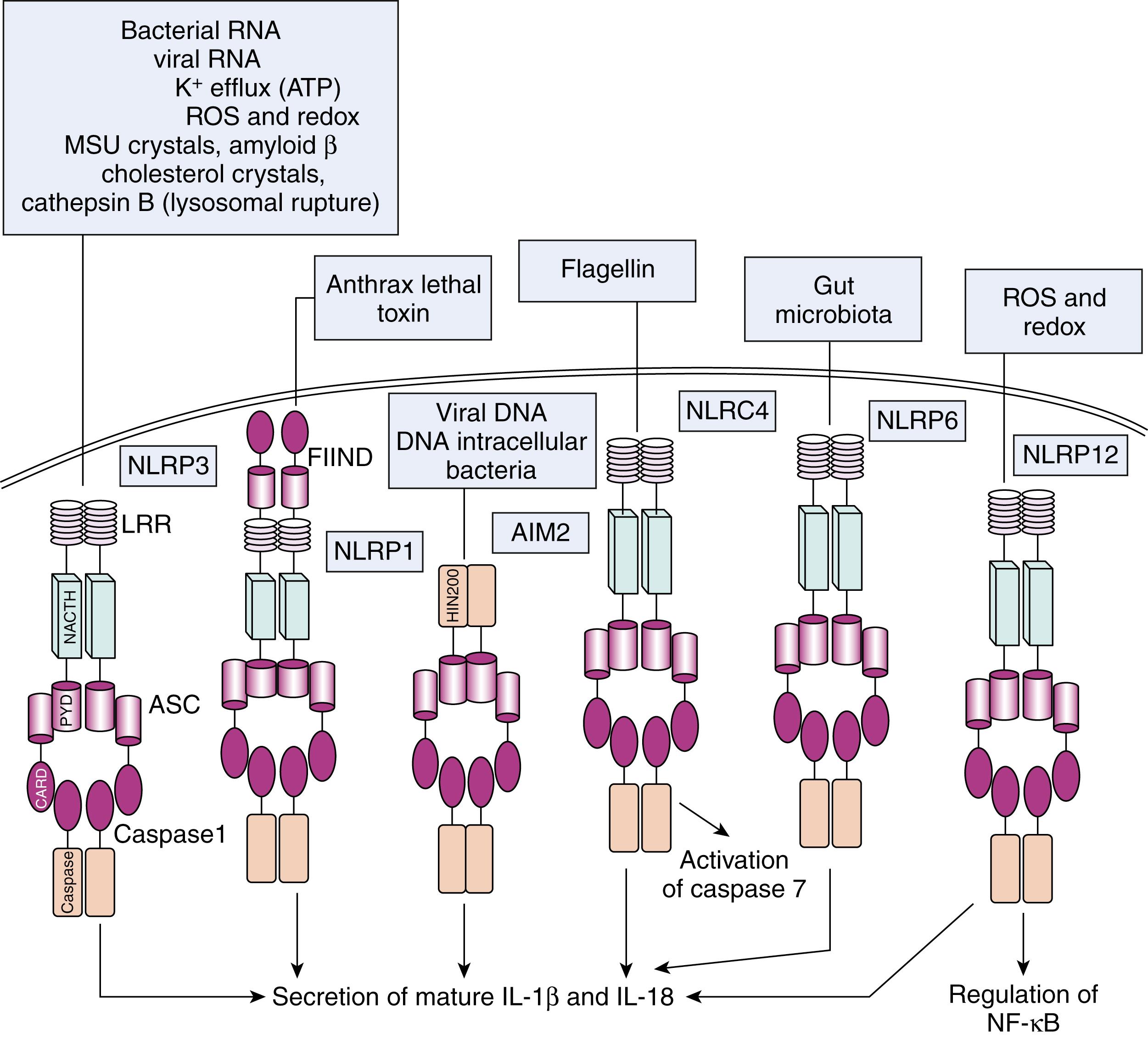 Fig. 4.5, The inflammasomes. Different exogenous and endogenous stimuli are able to activate the NLRP3 and other inflammasomes belonging to the NLR (NOD-like receptor) family. A second class of inflammasomes has also been described that do not contain NLRs but instead contain members of the PYHIN family. The PYHIN proteins are characterized by the presence of a PYD and one or two HIN-200 DNA-binding domains.