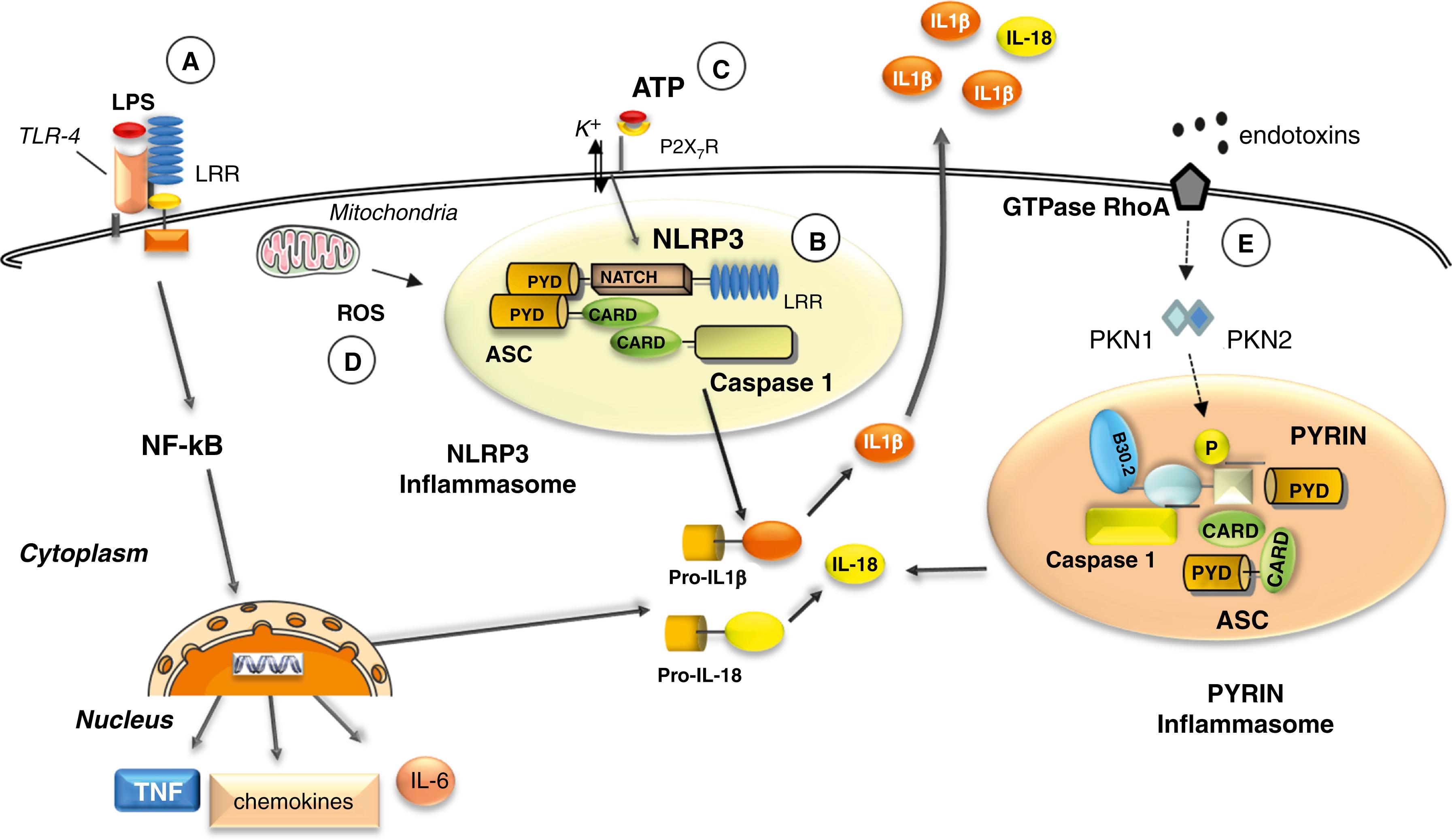 Fig. 4.6, Role of NLRP3 in the canonical activation of inflammasome and induction of IL-1β and IL-18 secretion. A, Toll-like receptor (TLR) ligands, such as LPS, are the first signals for gene expression and synthesis of the inactive IL-1β and IL-18 precursors (pro-IL-1β and pro-IL-18). B, NLRP3 oligomerizes becoming available for the binding of the adaptor protein ASC (apoptosis-associated speck-like protein containing a CARD). This association directly activates two molecules of caspase-1, which in turn converts pro-IL-1β and pro-IL-18 to the mature, active forms. C, Exogenous ATP or (D) mitochondrial ROS (reactive oxygen species) act as second stimuli. E, The pyrin inflammasome is activated upon exposure of the cell’s bacterial endotoxins that are able to inactivate the GTPase RhoA, with a consequent de-phosphorylation of pyrin.