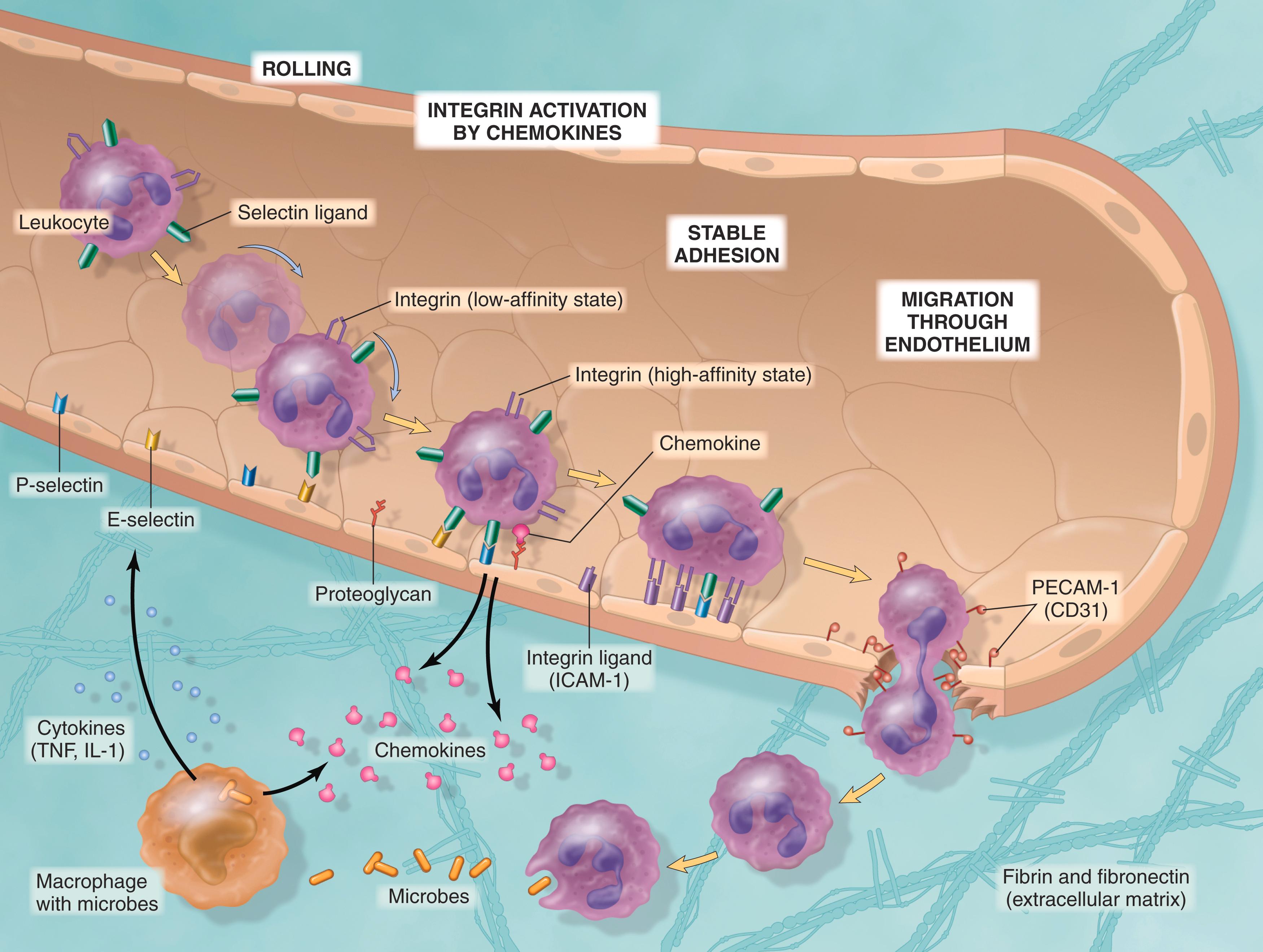 FIG. 2.3, The multistep process of leukocyte migration through blood vessels, shown here for neutrophils. The leukocytes first roll, then become activated and adhere to endothelium, then transmigrate across the endothelium, pierce the basement membrane, and move toward chemoattractants emanating from the source of injury. Different molecules play predominant roles at each step of this process: selectins in rolling; chemokines (displayed bound to proteoglycans) in activating the neutrophils to increase avidity of integrins; integrins in firm adhesion; and CD31 (PECAM-1) in transmigration. E- and P-selectins are expressed on endothelial cells; L-selectin is expressed on leukocytes (not shown). ICAM-1, Intercellular adhesion molecule-1; IL-1 , interleukin-1; PECAM-1 (CD31), platelet endothelial cell adhesion molecule-1; TNF, tumor necrosis factor.