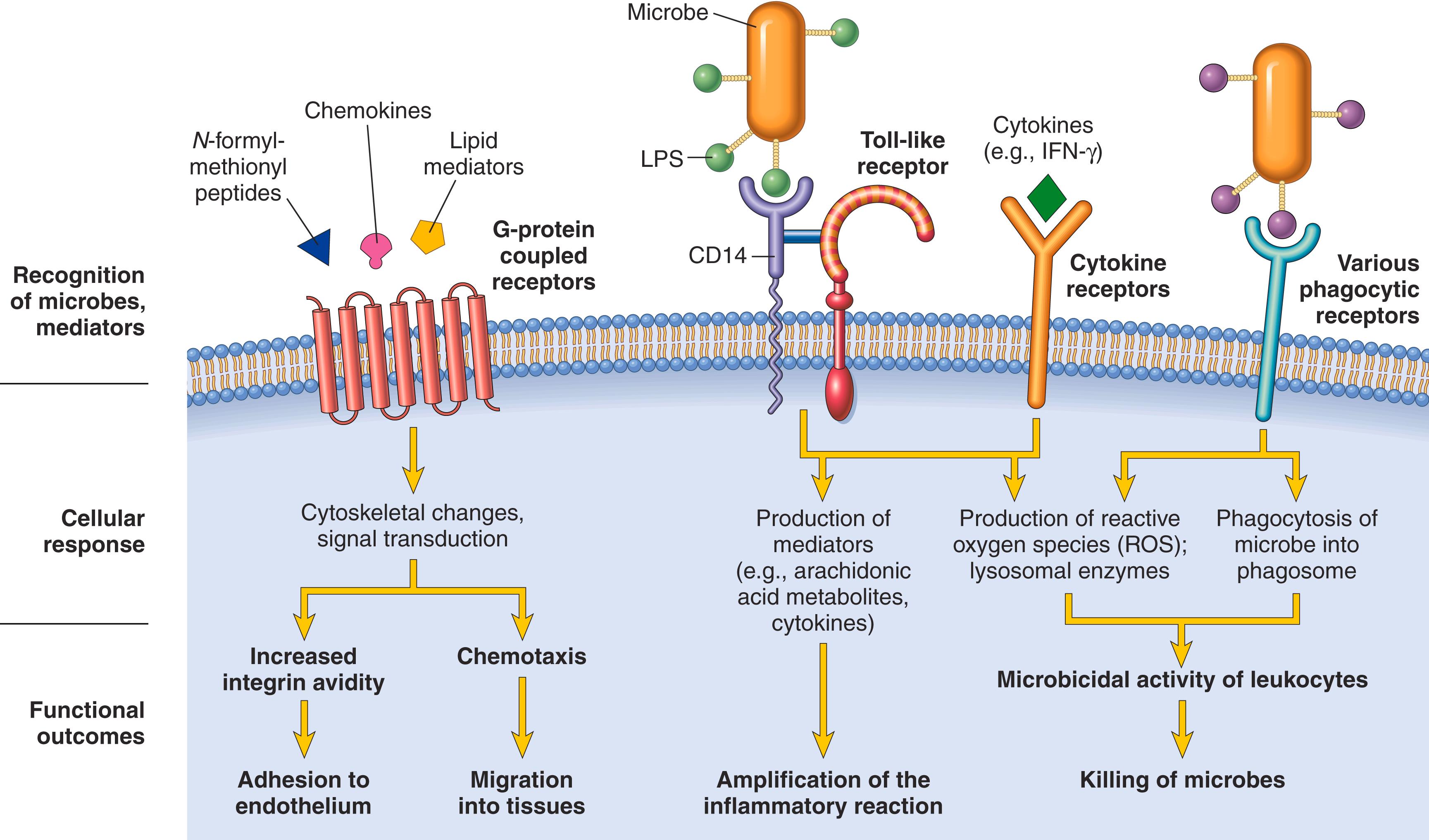 eFIG. 2.1, Leukocyte activation. Various types of leukocyte cell surface receptors recognize different agonists. Once stimulated, the receptors initiate responses that mediate leukocyte functions. Only some receptors are depicted (see text for details). LPS first binds to a circulating LPS-binding protein (not shown). IFN-γ, Interferon-γ; LPS, lipopolysaccharide.