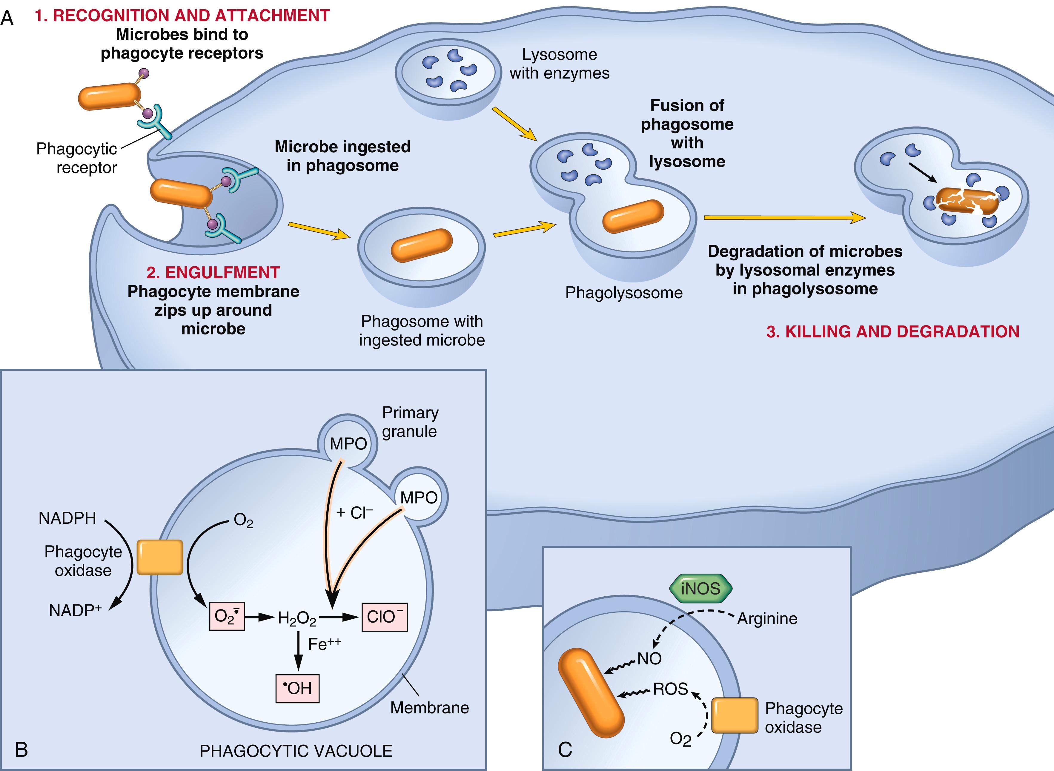 FIG. 2.5, Phagocytosis and intracellular destruction of microbes. (A) Phagocytosis of a particle (e.g., a bacterium) involves binding to receptors on the leukocyte membrane, engulfment, and fusion of the phagocytic vacuoles with lysosomes. This is followed by destruction of ingested particles within the phagolysosomes by lysosomal enzymes and by reactive oxygen and nitrogen species. (B) In activated phagocytes, cytoplasmic components of the phagocyte oxidase enzyme assemble in the membrane of the phagosome to form the active enzyme, which catalyzes the conversion of oxygen into superoxide (O⋅¯2) (O2⋅¯) and H 2 O 2 . Myeloperoxidase, present in the granules of neutrophils, converts H 2 O 2 to hypochlorite. (C) Microbicidal reactive oxygen species (ROS) and nitric oxide (NO) kill ingested microbes. During phagocytosis, granule contents may be released into extracellular tissues (not shown). iNOS, Inducible NO synthase; MPO, myeloperoxidase; ROS, reactive oxygen species.