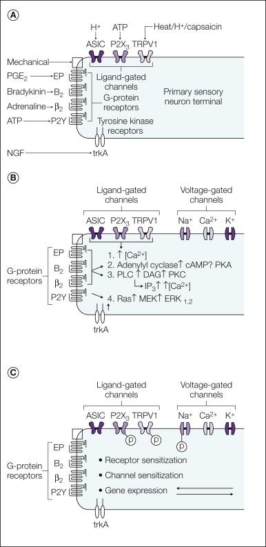 Figure 3-1, Peripheral sensitization of nociceptive neurons.