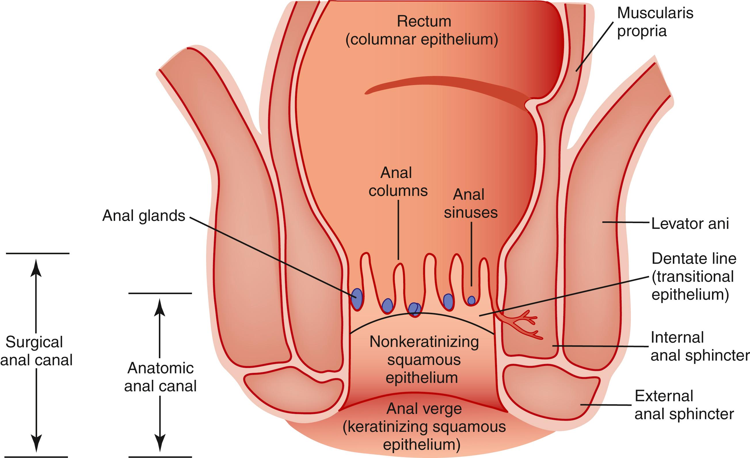 FIGURE 32.1, Anatomical features of the anal canal.