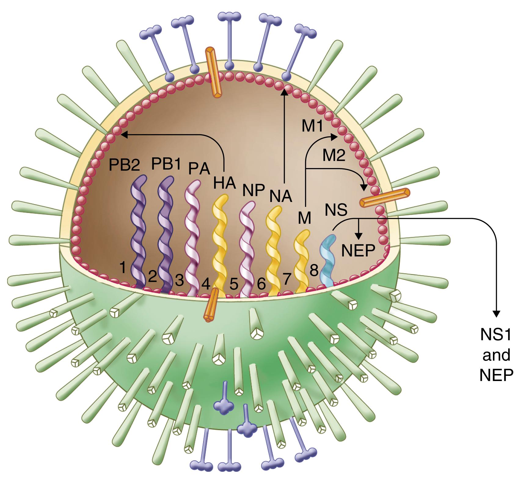 E-FIGURE 332-1, Diagram of influenza virus structure.