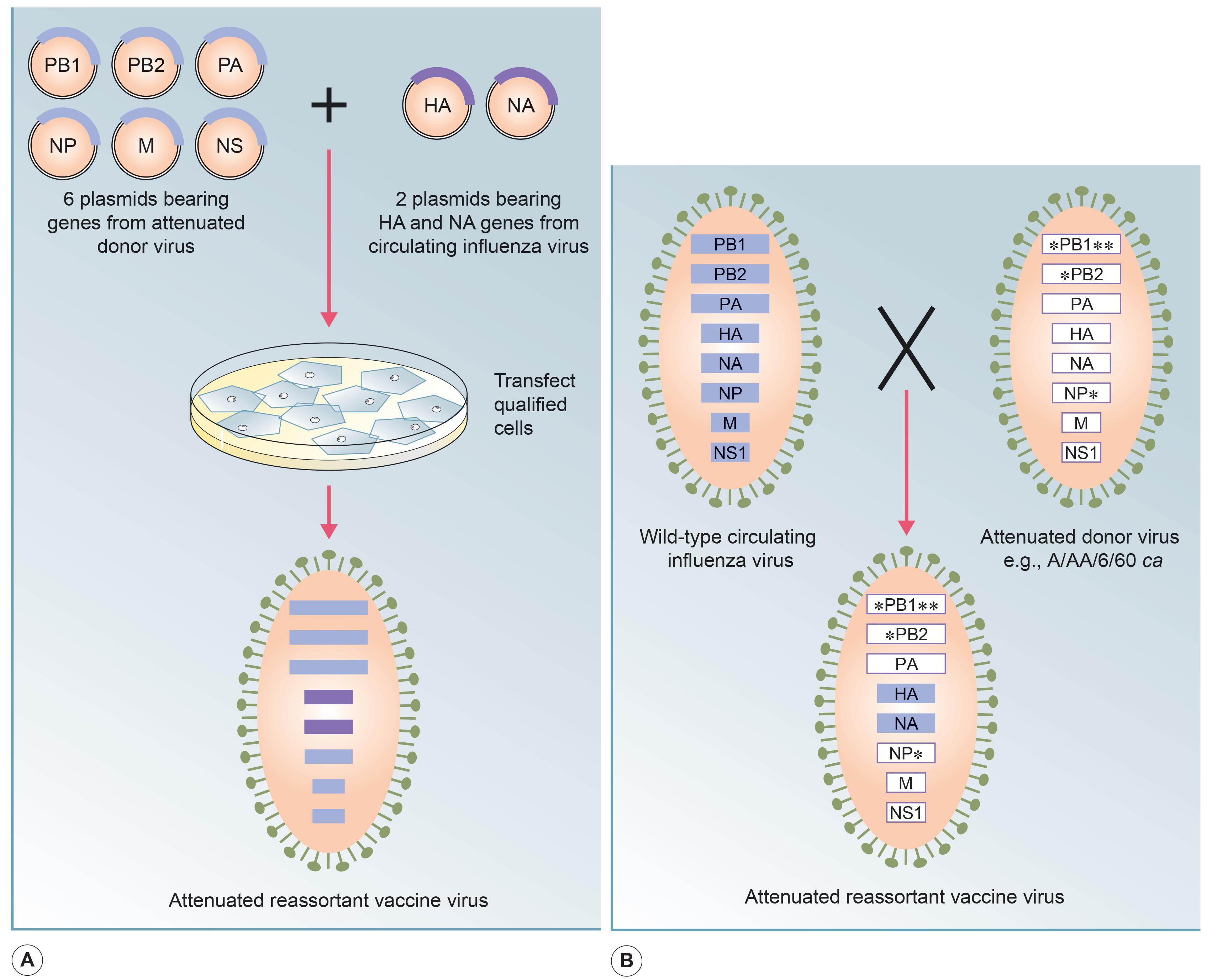 Fig. 34.1, (A) The eight-plasmid reverse-genetics system to generate recombinant live attenuated influenza vaccines. Six plasmids encoding the internal protein genes of the attenuated donor virus (three polymerase proteins [PA, PB1, and PB2], nucleoprotein [NP], nonstructural protein [NS], and matrix protein [M]) are mixed with two plasmids encoding the hemagglutinin (HA) and neuraminidase (NA) genes of the circulating influenza virus. Qualified cells are transfected with the plasmids, and the attenuated reassortant virus is isolated. (B) Generation of live attenuated influenza vaccine viruses with the six internal protein genes from the attenuated donor viruses (the five major attenuating mutations for the A/AA cold-adapted [ca] donor virus are indicated by asterisks), and the HA and NA genes from the circulating influenza virus by classical reassortment. The 6 : 2 reassortants generated by this method are selected in the presence of antiserum specific for the HA and NA of the attenuated donor virus. (Modified from 315 )