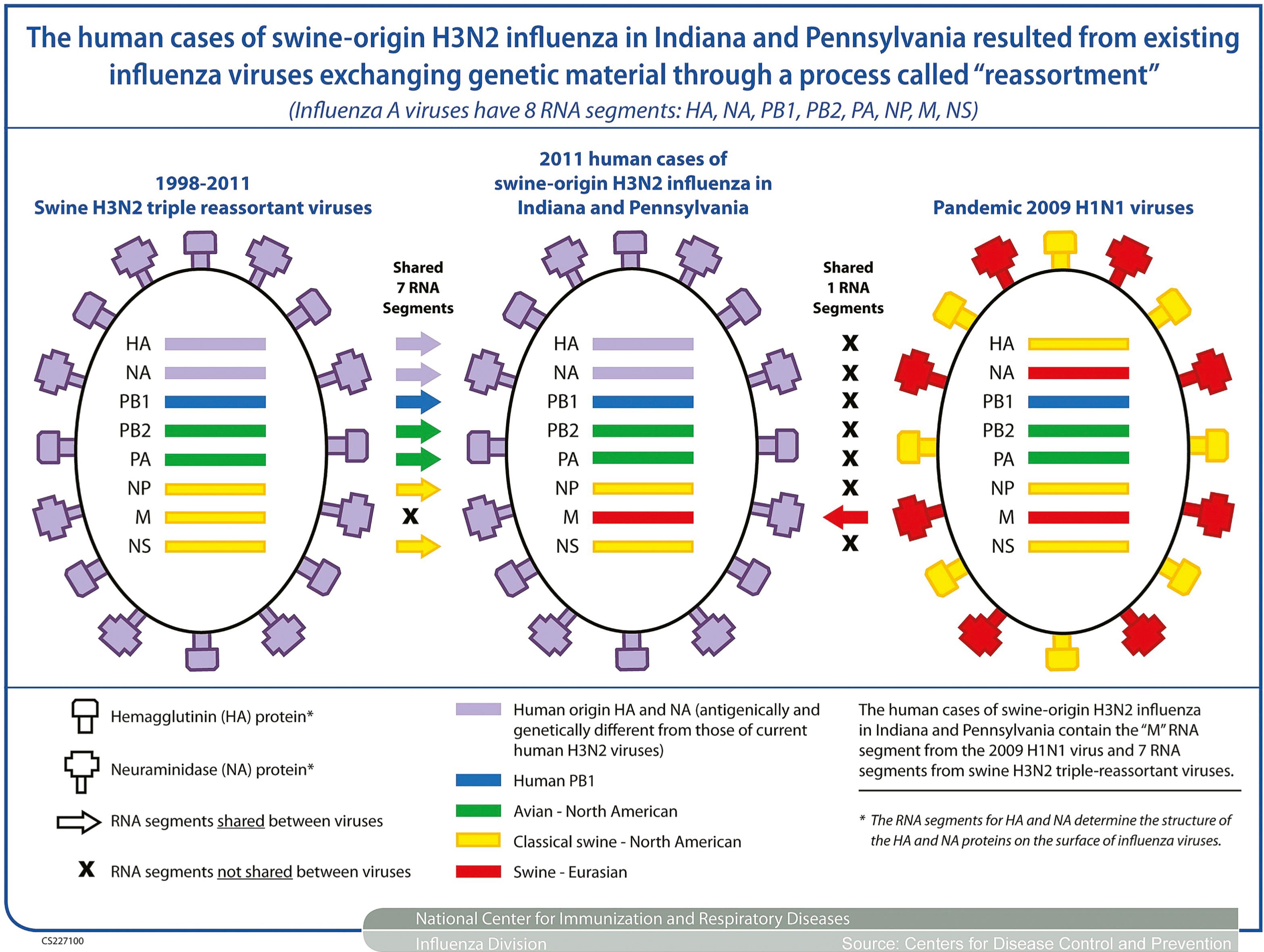 Fig. 97.1, This diagram depicts how the human cases of swine-origin H3N2 influenza virus, reported in Indiana and Pennsylvania in September 2011, resulted from the reassortment of two different influenza viruses. The diagram shows three influenza viruses placed side by side, with eight color-coded ribonucleic acid (RNA) segments inside each virus. Note: All influenza viruses contain eight RNA segments. These are labeled HA (hemagglutinin), NA (neuraminidase), PB1, PB2, PA, NP, M, and NS .