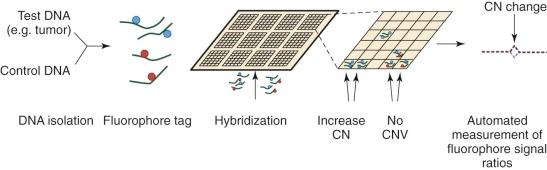 Figure 41-2, Array comparative genomic hybridization workflow. Deoxyribonucleic acid (DNA) is isolated from patient/tumor and control, differentially labeled with fluorophores, hybridized to oligonucleotides on a solid support, and analyzed for differences in ratios of fluorescence. CN, Copy number; CNV, copy number variation.
