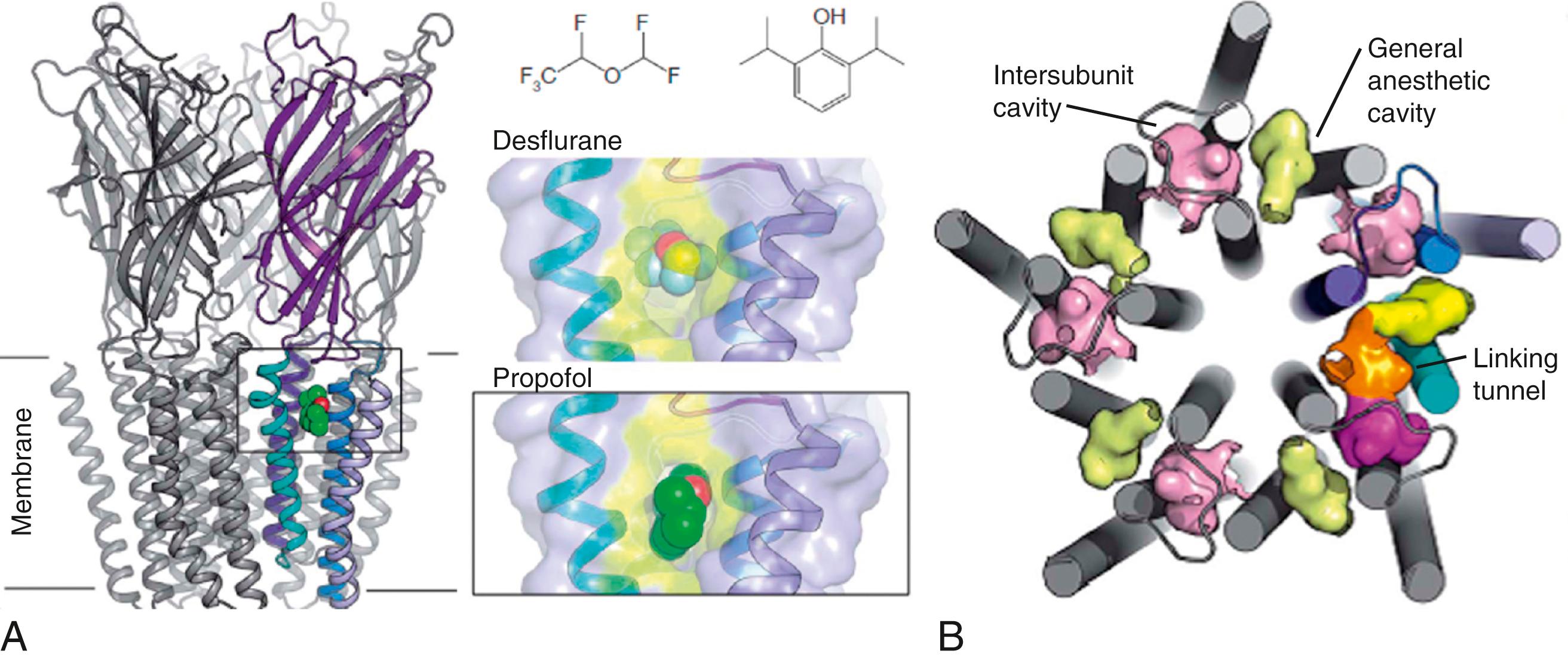 Fig. 19.6, X-ray structures of propofol and desflurane bound to a pentameric ligand-gated ion channel. (A) Cartoon of membrane-plane view of the bacterial homologue of mammalian pentameric ligand-gated ion channels (Gloebacter violaceus) with a bound general anesthetic molecule. (B) Molecular surface of the general anesthetic intrasubunit cavities (yellow) and neighboring intersubunit cavities (pink) of the whole pentameric channel.