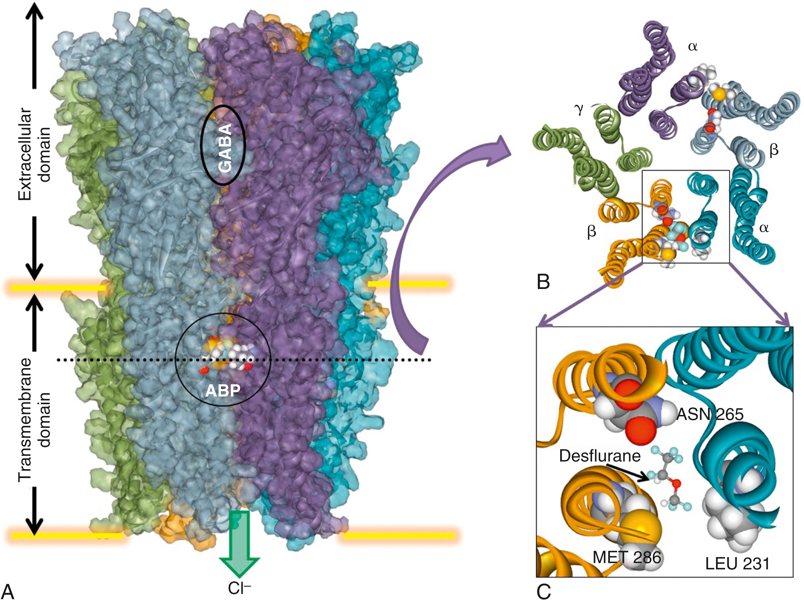 Fig. 19.7, Putative anesthetic binding sites on γ-aminobutyric acid ( GABA A ) receptors identified by molecular modeling. (A) Molecular model of the mouse GABA A receptor built using homology modeling techniques with computational chemistry optimizations and molecular dockings. The amino acid backbone is displayed in ribbon format and outlined by the transparent solvent-accessible molecular surface. Each of the five subunits is colored uniquely. The GABA binding site is noted in the extracellular domain, whereas the putative anesthetic binding pocket (ABP) for potentiation is noted in the outer third of the transmembrane domain between the α and β subunits. Two binding sites are shown but only one has computationally docked desflurane. (B) A cross-section at the dotted line level in A showing orientation of subunits with pentameric symmetry about a central ion pore. (C) Magnified region of intersubunit anesthetic binding site derived from region in B showing relevant amino acid positions (in space-filling format) interacting with desflurane (in ball-and-stick format at the same scale).