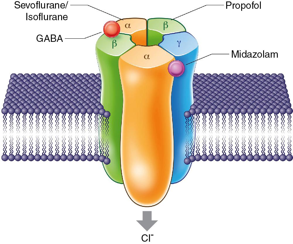 Fig. 10.1, GABA A Receptors Are GABA-Gated Chloride Ion Channels that Cause Inhibition of Neuronal Firing and Consist of Five Subunits (e.g., α1, β2, and γ2 Subunits).