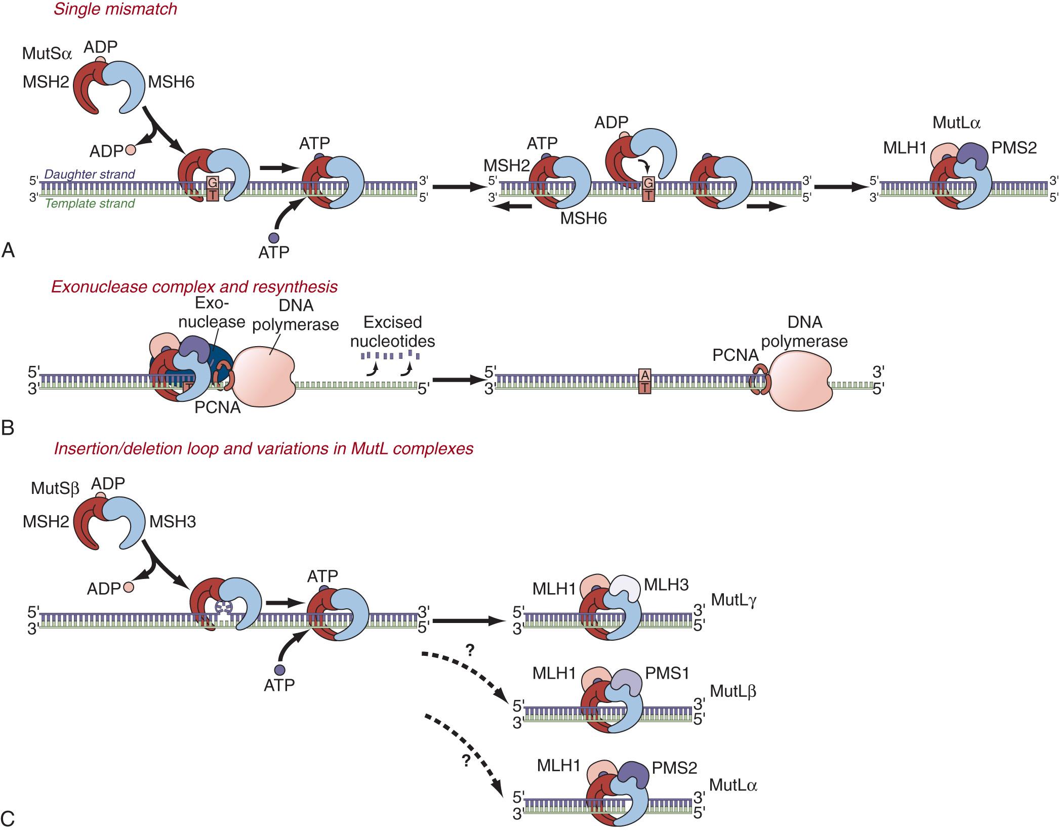 FIGURE 165.4, DNA mismatch repair (MMR). The DNA MMR system involves a series of cooperating enzymes. (A) The heterodimer of MSH2 and MSH6 proteins make up the MutSα mismatch recognition complex as shown. MutSα binds to DNA at random locations (with an exchange of ADP for ATP) and slides along the nascent DNA strand until it encounters a DNA mismatch, at which time the MutLα complex (made up of MLH1 and PMS2 proteins) is recruited. MutSα preferentially recognizes single base-pair mismatches and single base insertion-deletion lesions. (B) Exonuclease is recruited to the mismatch by MutSα and nucleotides are serially excised specifically from the daughter strand and the mismatch is excised. Then DNA polymerase resynthesizes the daughter strand. (C) The human MMR system broadens its specificity for mismatch recognition when MSH2 heterodimerizes with the MSH3 protein, forming MutSβ, which has additional specificity to recognize larger insertion-deletion loops containing 2 to 6 nucleotides. Also, MLH1 can heterodimerize with PMS1 (forming MutLβ) or MLH3 (forming MutLγ), but the precise roles of these complexes is incompletely understood. ADP , Adenosine diphosphate; ATP , adenosine triphosphate.