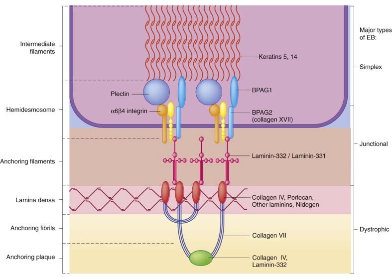 Figure 11.1, Many proteins interact to form the basement membrane zone, the junction of the epidermis and dermis.