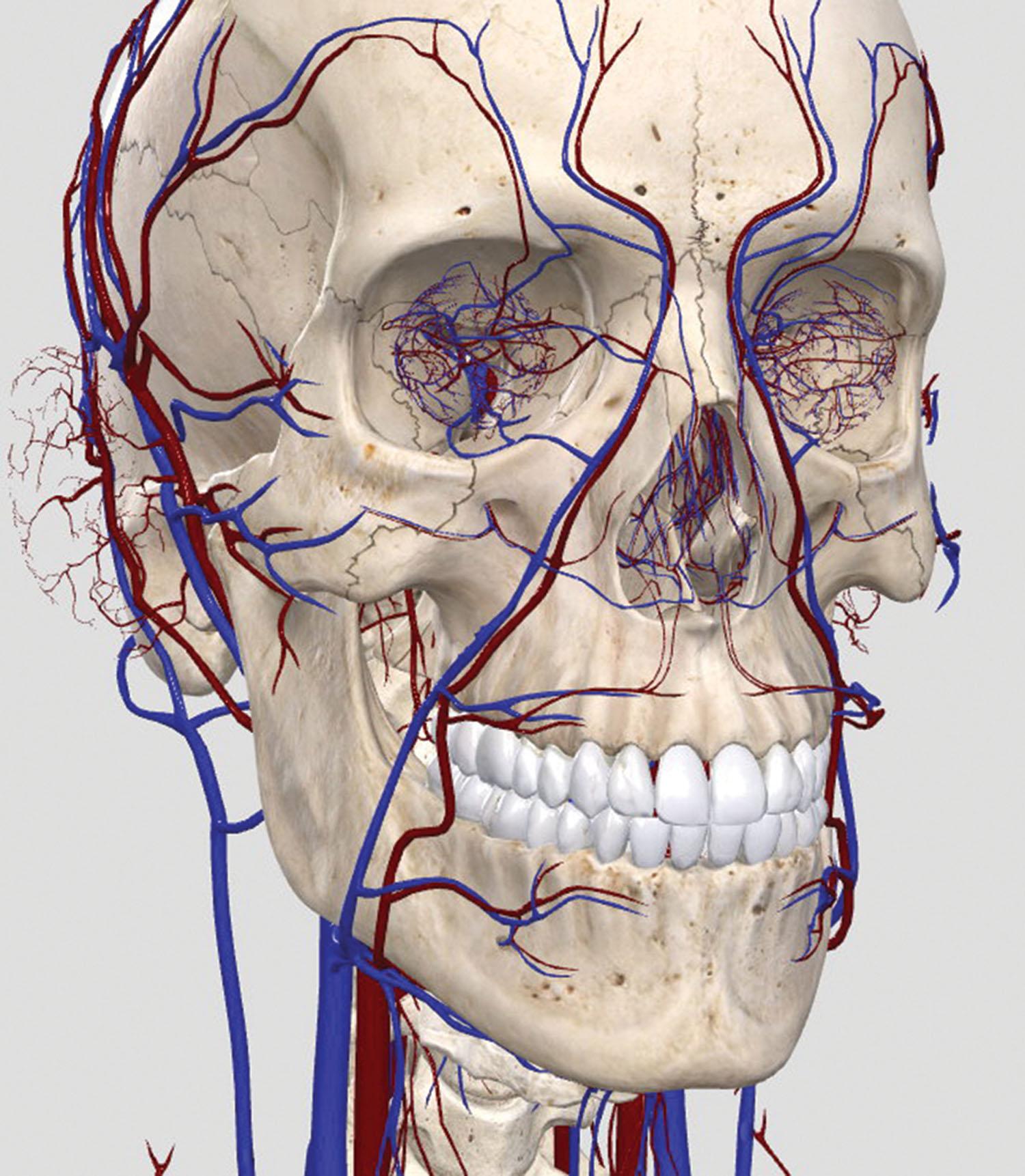 Fig. 10.117, The blood supply in the paranasal region is complex and involves the internal and external carotid arterial systems.