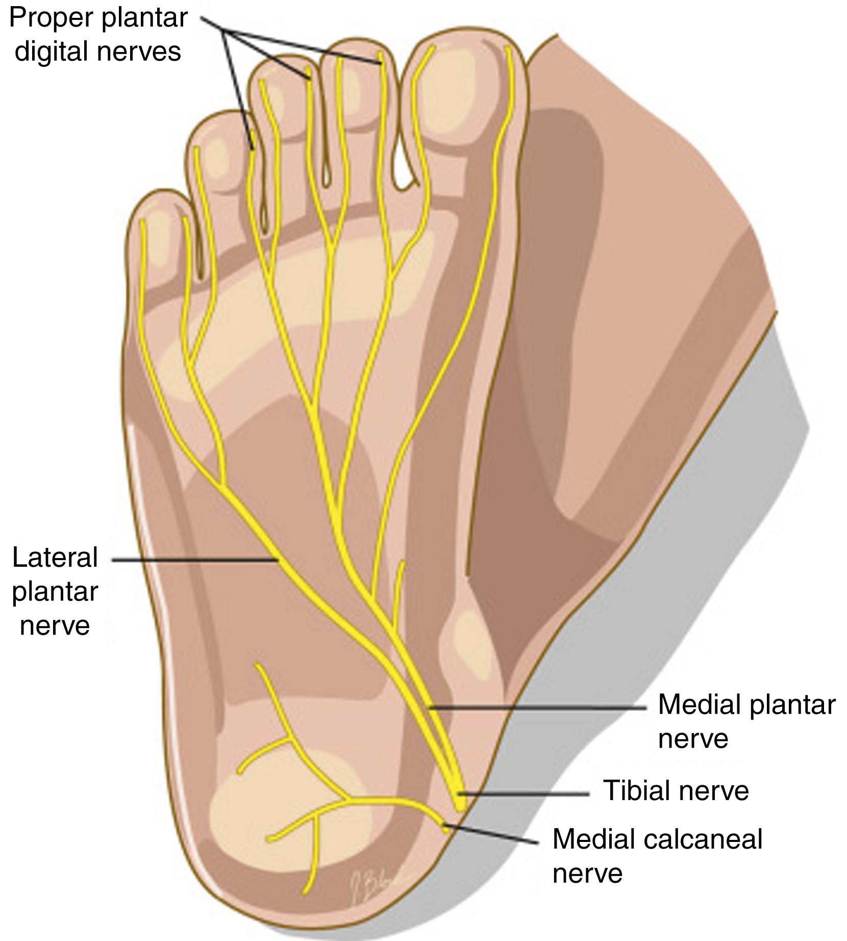 FIG. 197.5, The planar digital nerves, which are derived from the posterior tibial nerve, provide sensory innervation to the major portion of the planter surface.