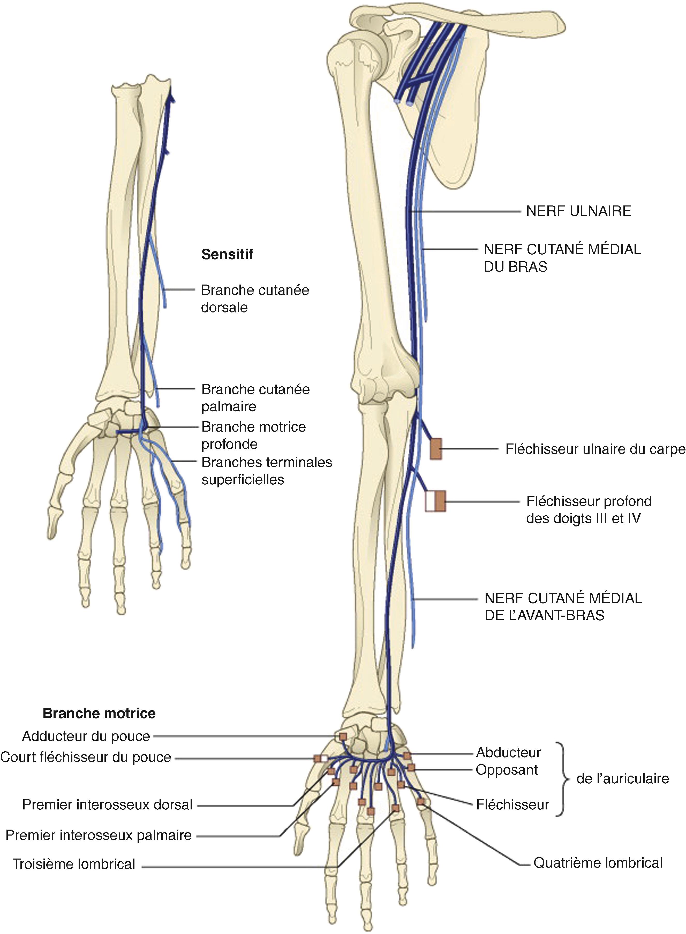 FIG. 94.11, The anatomy of the ulnar nerve.