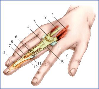 Fig. 11.2, Anatomy of the Extensor Apparatus.