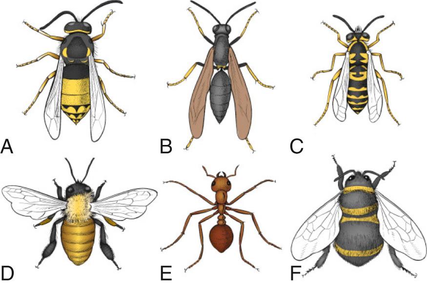 Fig. 171.1, Representative venomous Hymenoptera.