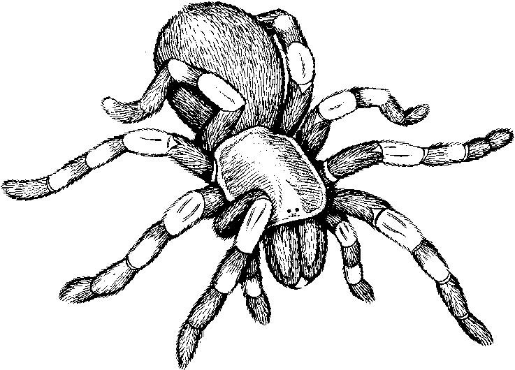 Fig. 237, Tarantula.