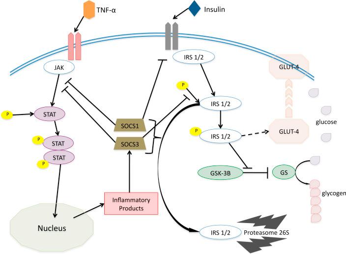 Figure 133.1, Inflammatory cytokines bind to their corresponding receptors in the extracellular space, leading to a coordinated sequence of chemical interactions among proteins designed to carry a signal to the nucleus to initiate transcription and production of specific proteins. As part of the feedback inhibition of this proinflammatory cascade, SOCS1 and SOCS3 are produced to inhibit the activation of Janus kinase (JAK), preventing the transcription factor STAT from entering the nucleus. SOCS1 and SOCS3 also inhibit insulin signaling, which leads to a failure of the uptake mechanisms for glucose transport into the cell—GLUT-4—in part to slow the intracellular transcription processes down, but also having the effect of increasing the available glucose for immune and nervous system cells that do not require insulin for glucose uptake. SOCS1 and SOCS3 facilitate the removal of unphophorylated IRS-2 from the cell through proteasomal degradation, thus preventing it from blocking the action of GSK-3B, thus inhibiting the production of glycogen.