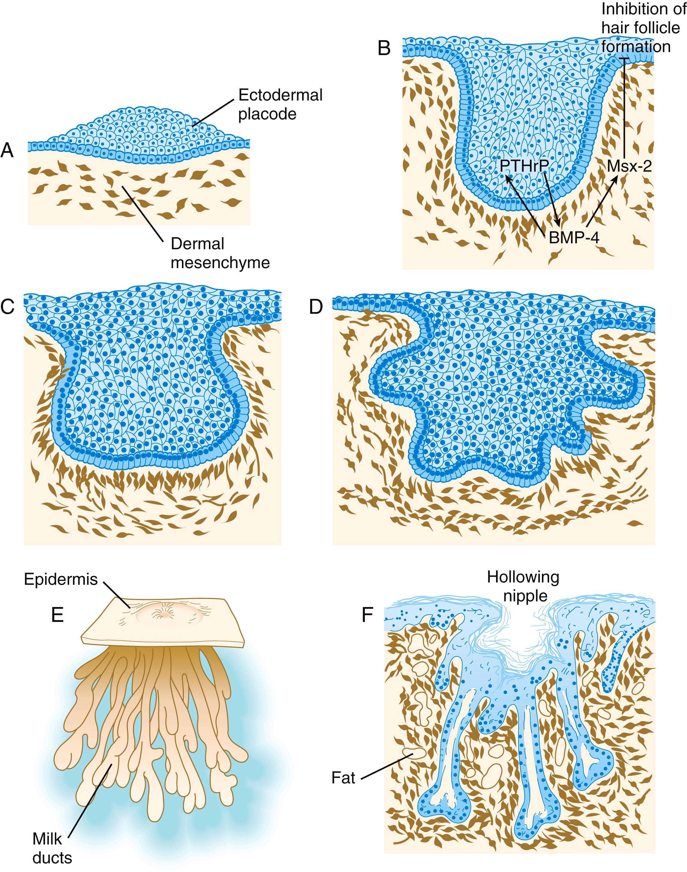 Fig. 9.14, Stages in the embryonic development of the human mammary gland.