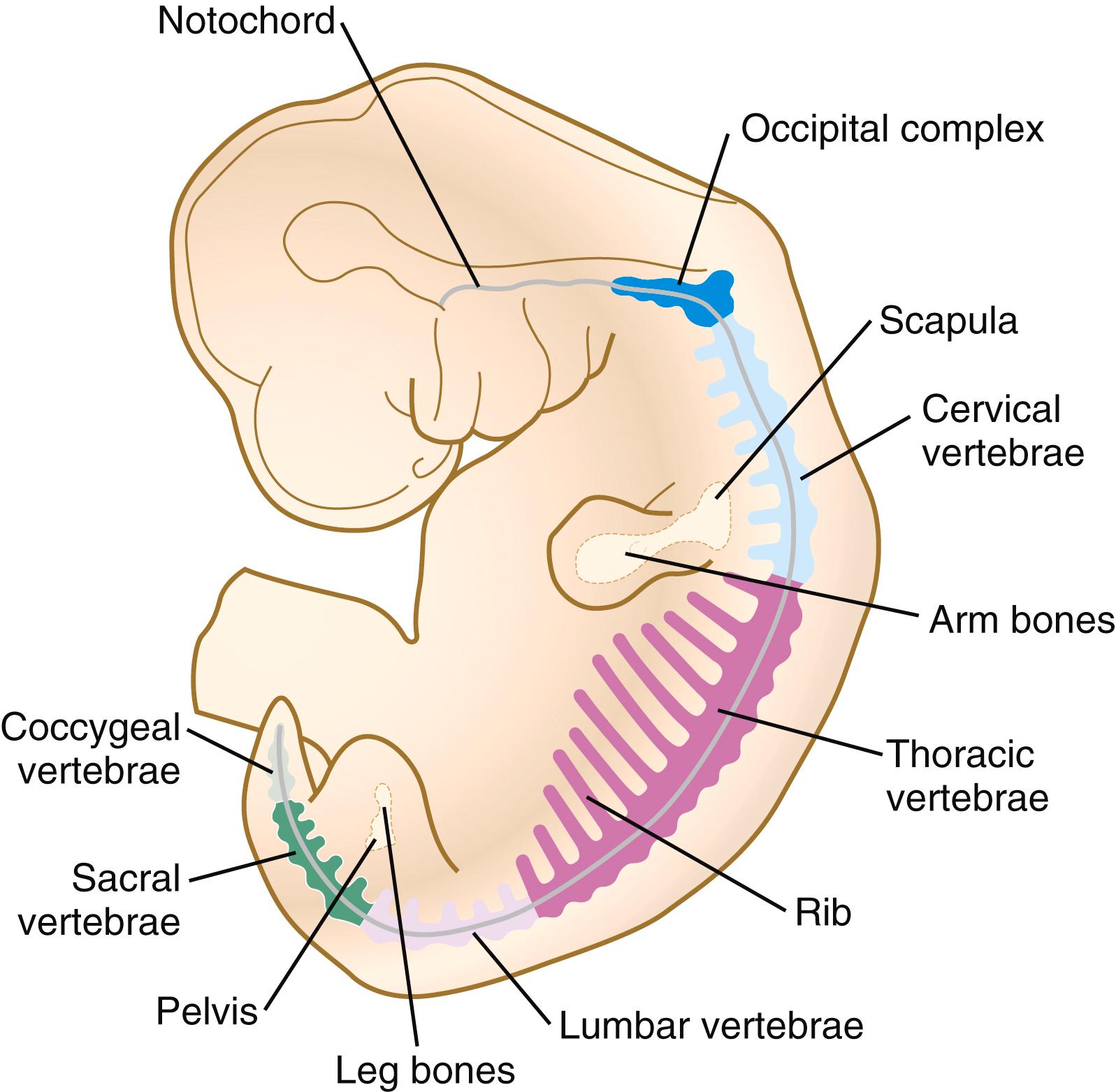 Fig. 9.18, Precartilaginous primordia in the 9-mm-long human embryo.