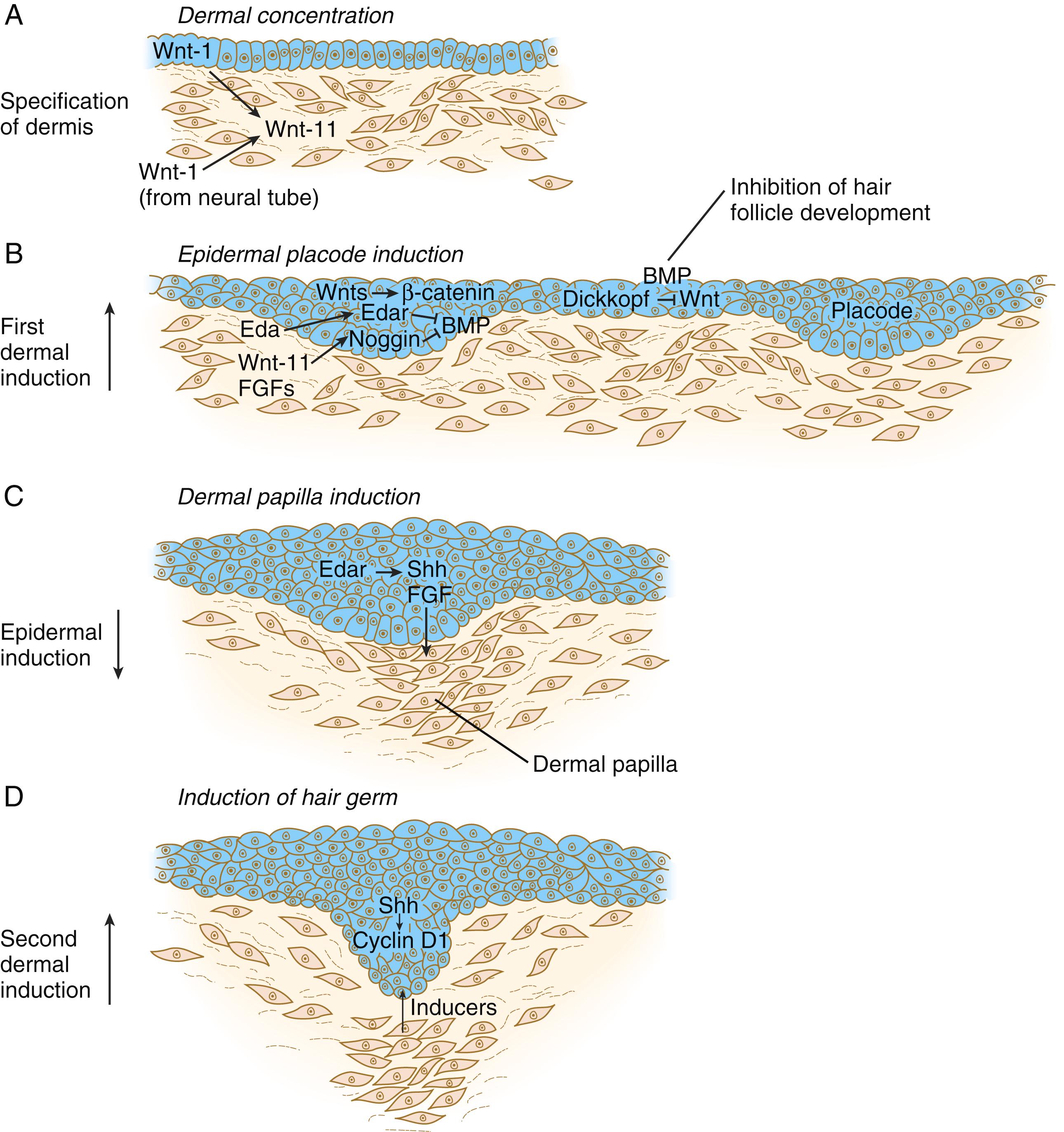 Fig. 9.8, (A) to (D) Steps in the formation of a hair follicle.