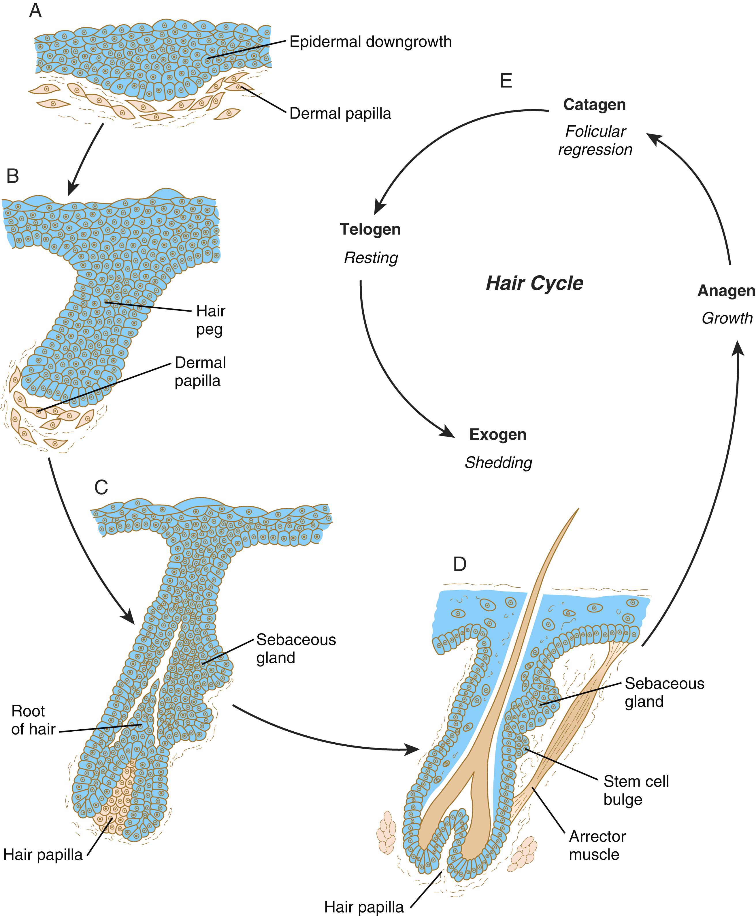 Fig. 9.7, Differentiation of a human hair follicle.