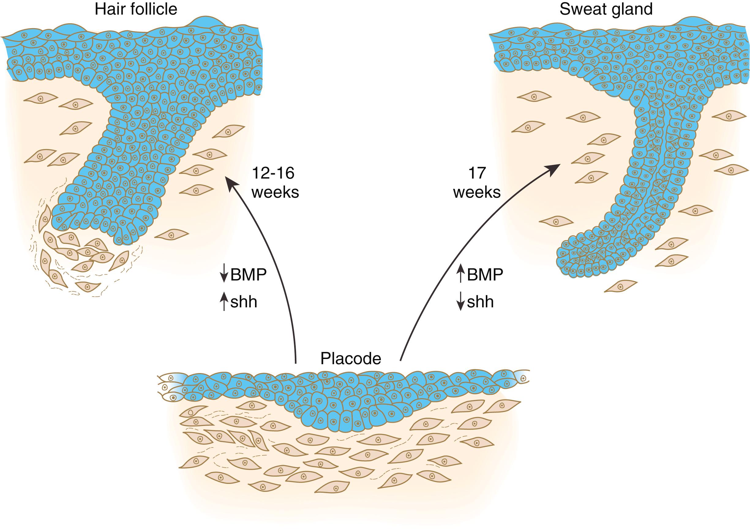 Fig. 9.10, Formation of hair follicles and eccrine sweat glands from ectodermal placodes.