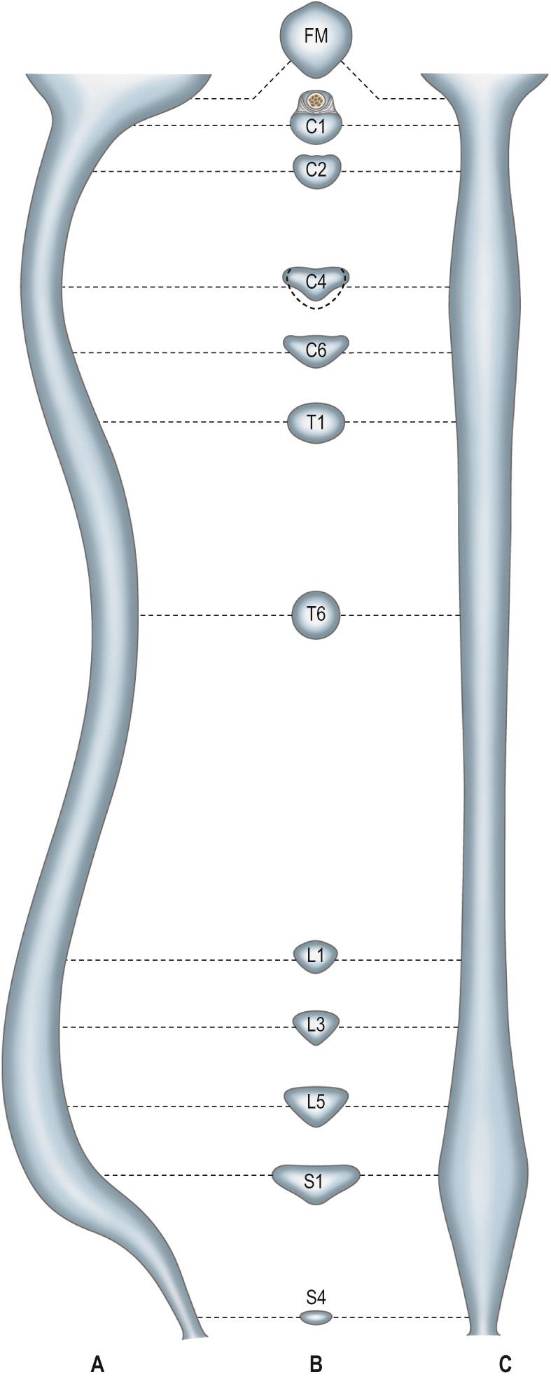 Fig. 31.1, The vertebral canal in section. A , A sagittal view. B , A transverse (axial) view. C , A coronal view. Abbreviation: FM, foramen magnum.