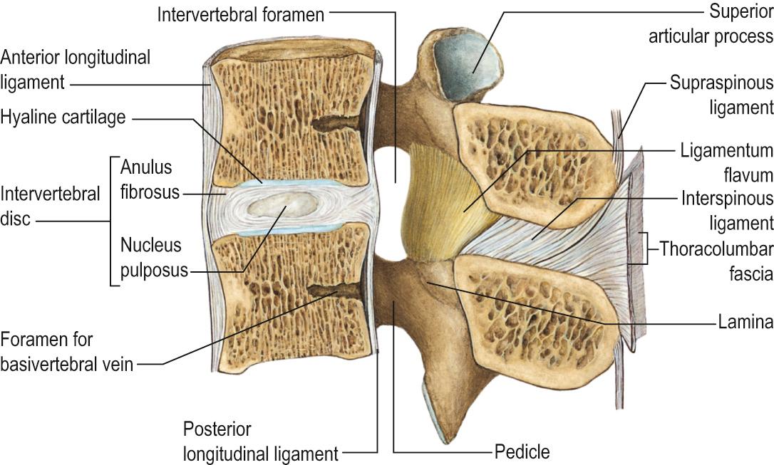 Fig. 31.4, A median sagittal section through the upper lumbar vertebral column showing discs and ligaments.