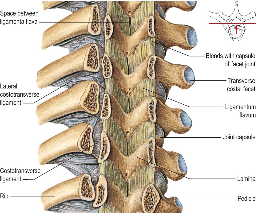 Fig. 31.6, The ligamenta flava and costotransverse ligaments, ventral aspect.