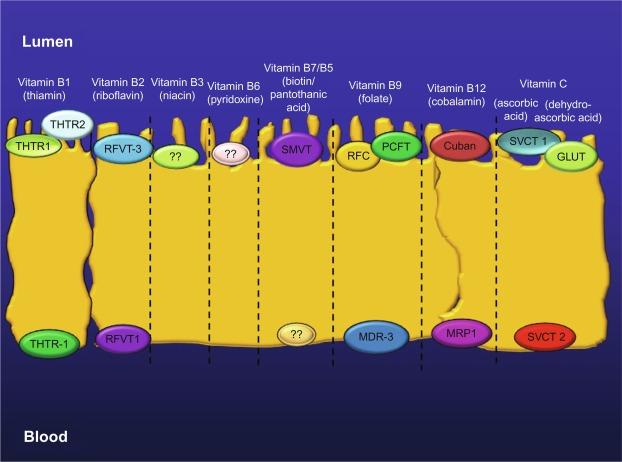 Fig. 54.2, Diagrammatic representation showing membrane transporters involved in the absorption of dietary water-soluble vitamins in the small intestine.