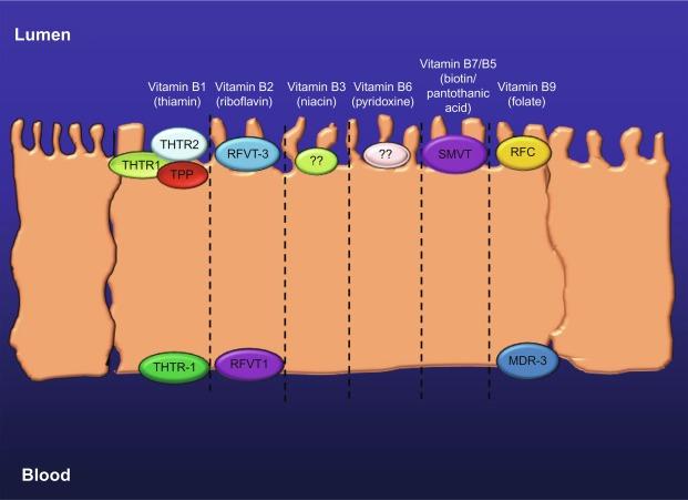 Fig. 54.3, Diagrammatic representation showing membrane transporters involved in the absorption of microbiota-generated water-soluble vitamins in the large intestine.