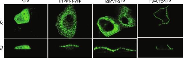 Fig. 54.5, Apical membrane targeting of hTPPT-1-YFP in polarized epithelial cells. Targeting of YFP (vector alone), hTPPT-YFP, hSMVT-GFP (a known apical membrane marker), and hSVCT2-YFP (a known basolateral membrane marker) in epithelial cells in lateral ( XY , top row ) and axial ( XZ , bottom row ).