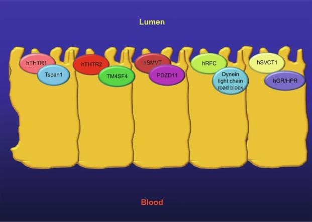 Fig. 54.6, Diagram showing the accessory proteins that interact with human intestinal thiamin transporters hTHTR-1 and -2, the human biotin transporter hSMVT, and human folate membrane transporter hRFC, and the human ascorbic acid transporter in intestinal epithelial cells.