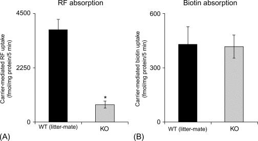 Fig. 54.7, Effect of conditional (intestinal-specific) knockout of the RFVT-3 on intestinal riboflavin absorption. Severe inhibition in carrier-mediated riboflavin absorption, but not in absorption of the unrelated biotin (B), in jejunal loops of cKO mice in vivo was evident compared to absorption in sex-matched litter-mates. WT , wild type; KO , knock out.